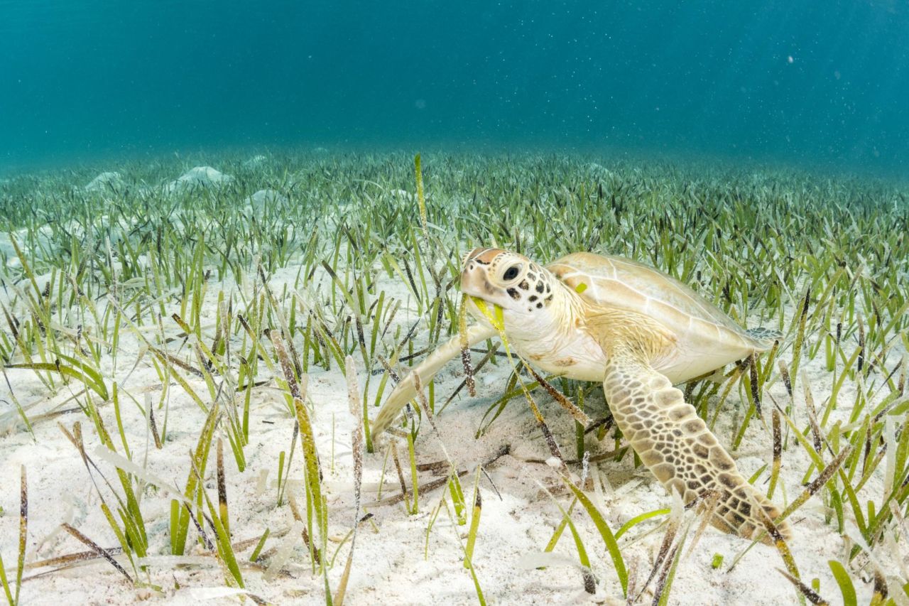 The shallow areas around the Bahamas are home to juvenile green sea turtles.