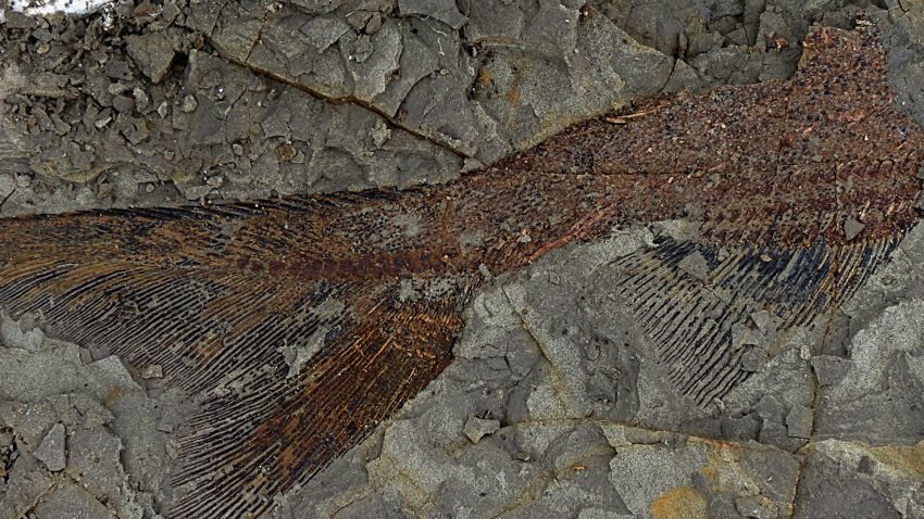 Scientists discover fossils created by asteroid that killed dinosaurs