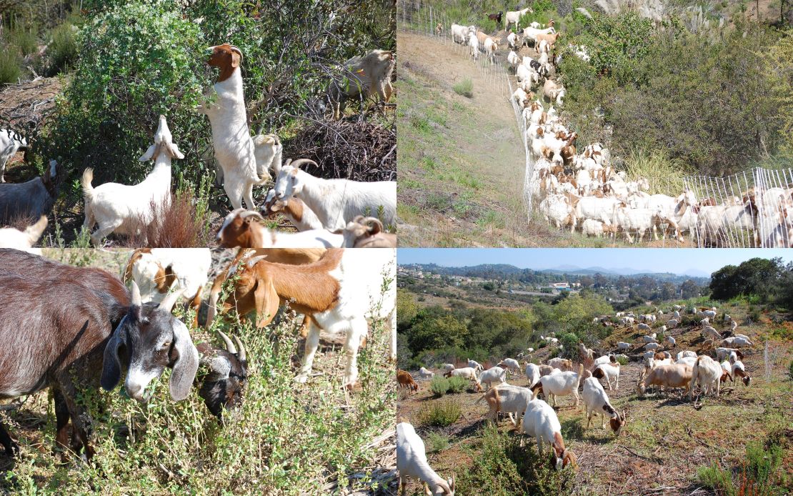 Environmental Land Management's goats hard at work around southern California. 