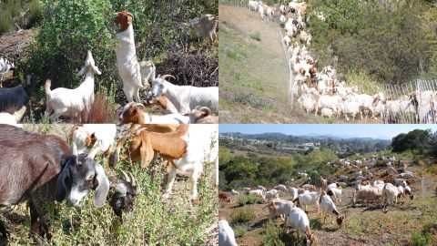 Environmental Land Management's goats hard at work around southern California. 
