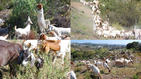 Environmental Land Management's goats hard at work around southern California.