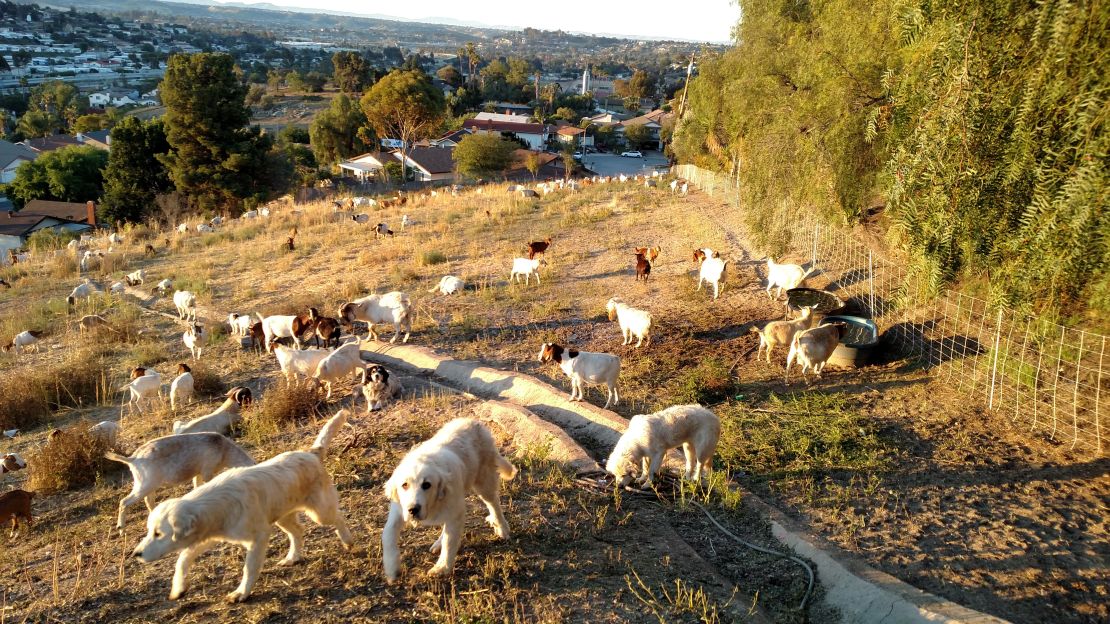 Great Pyrenees guardian dogs protect grazing goats from predators.
