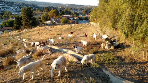 Great Pyrenees guardian dogs protect grazing goats from predators.