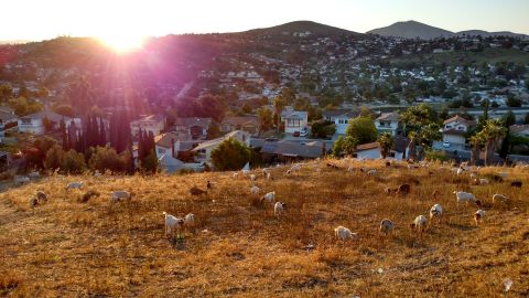 Johnny Gonzales' goats at work in Lemon Grove, near San Diego.