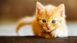 Cute Ginger Kitten Exploring the World; Shutterstock ID 1353582563; Job: -