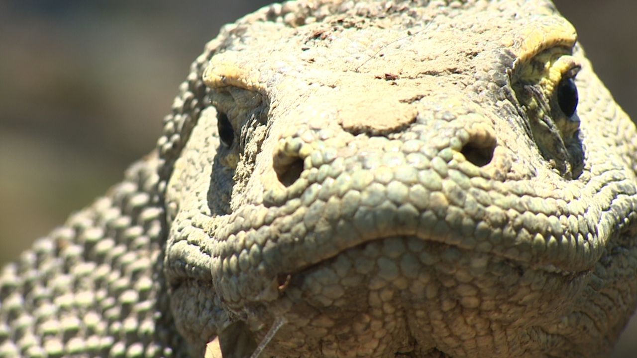 komodo dragon