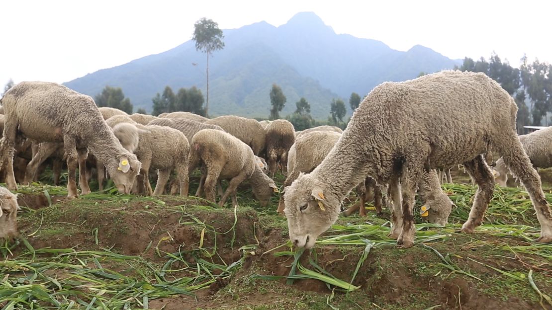 Merino sheep are imported from Kenya to Rwanda to be used for yarn