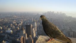 20190403-pigeon-nyc-skyline
