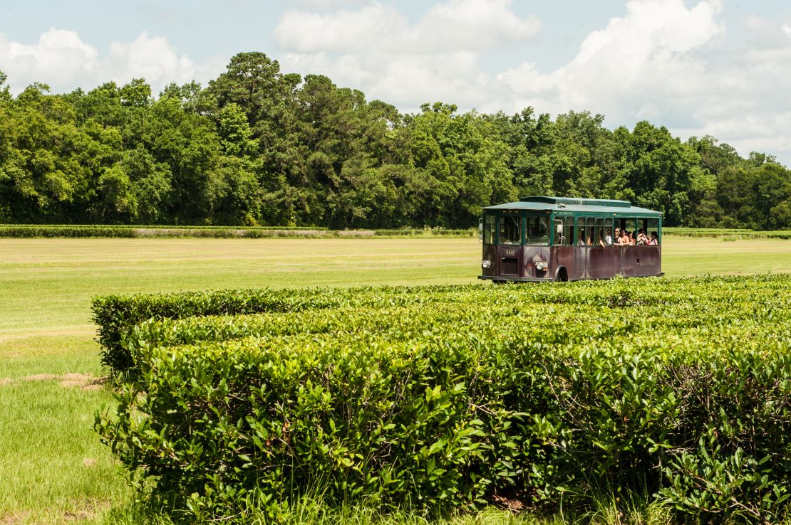 Visitors can take a trolley ride to explore Charleston Tea Plantation.