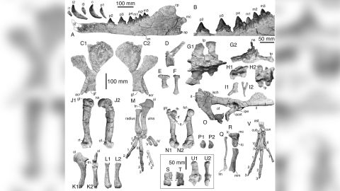 This figure shows the bones of Peregocetus, including the mandible with teeth, scapula, vertebrae, sternum elements, pelvis, and fore- and hind limbs.