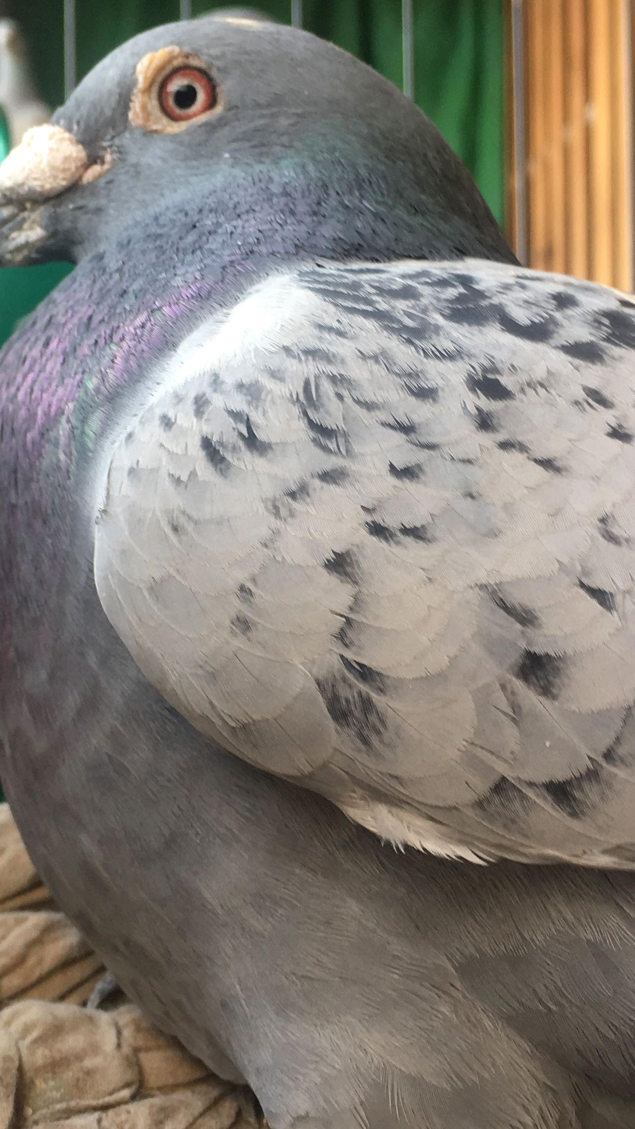 Inside the fascinating world of pigeon racing in China | CNN