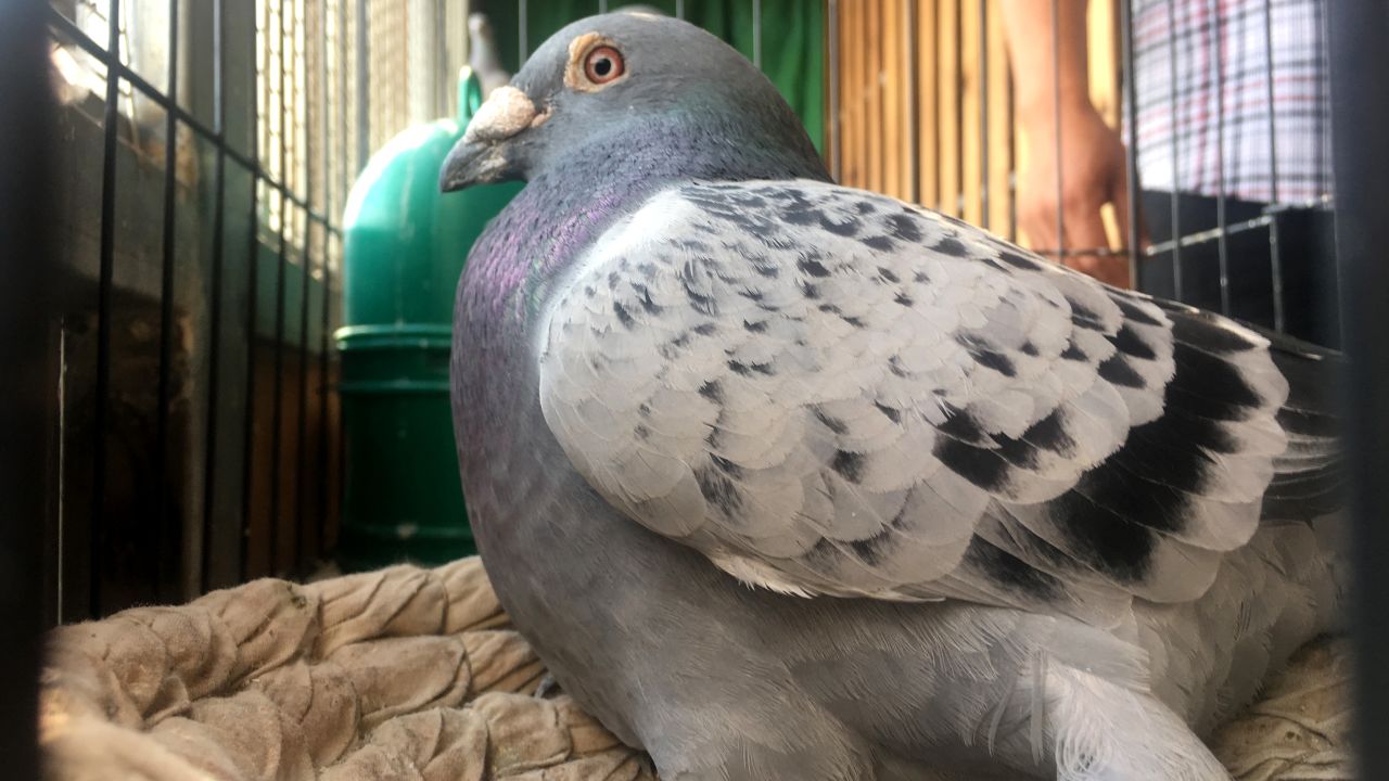 Pigeon racing was revived across China in the 1930s.