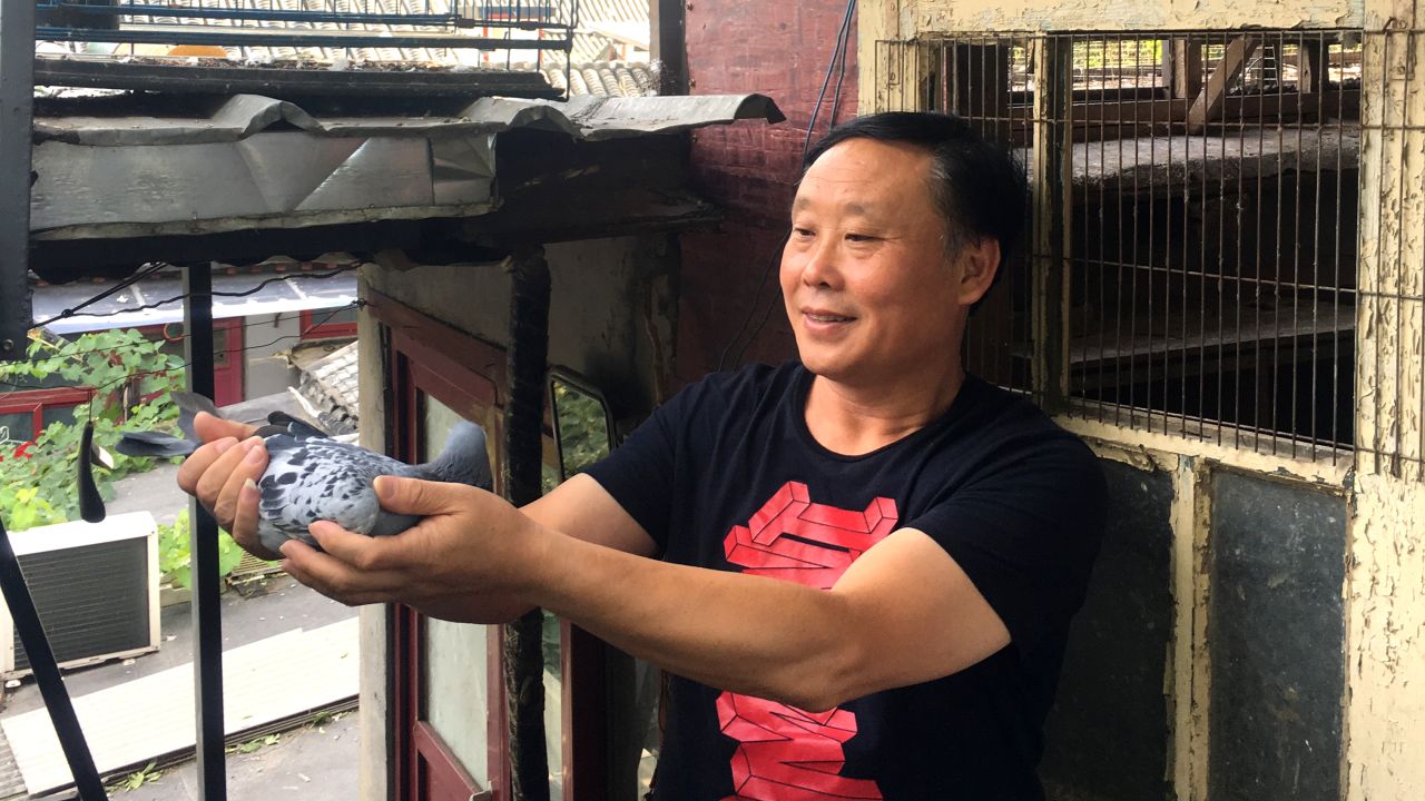 Pigeon racer Zhang Jian with one of his prized birds in his rooftop loft in Beijing. 