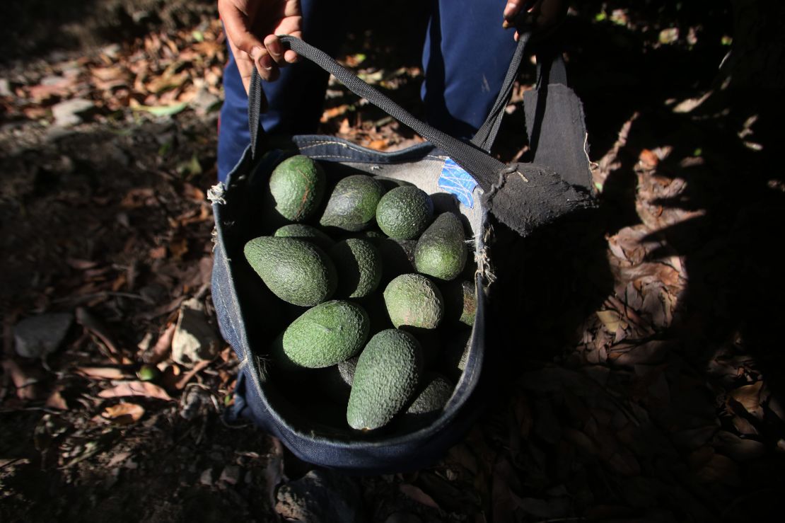 In Chile's arid Petorca, every cultivated hectare of avocados requires 100,000 liters of irrigated water a day. 