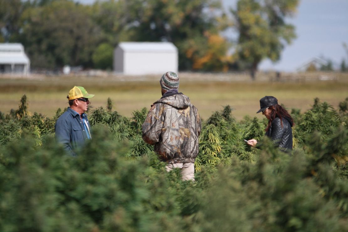 After it was legalized in December, hemp has become one of the most lucrative crops for US farmers. 