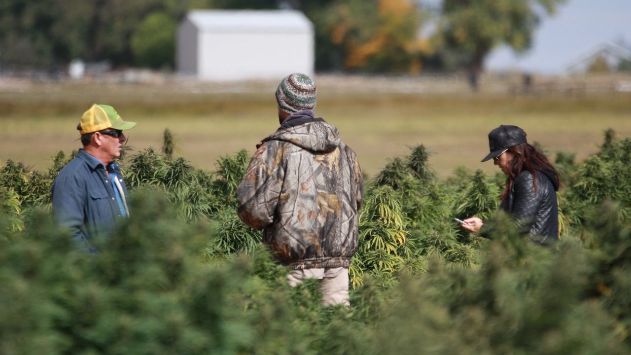 After it was legalized in December, hemp has become one of the most lucrative crops for US farmers.
