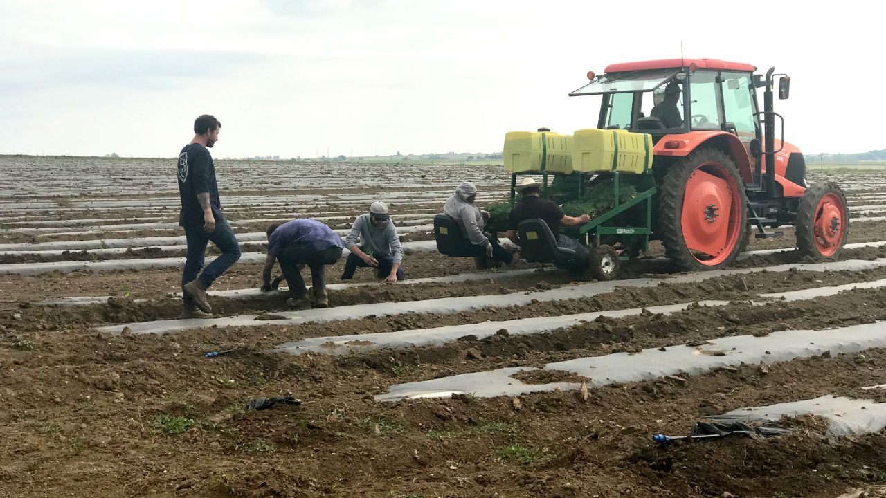 Blue Forest Farms in Colorado plans to dedicate 1,000 acres of its land to hemp this year.