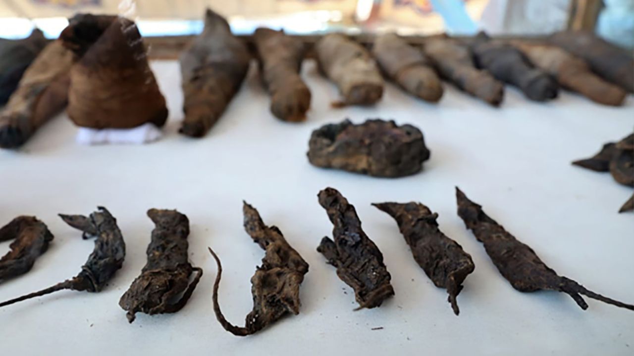 Archeologists found about 50 mummified animals in the tomb, including cats and mice.