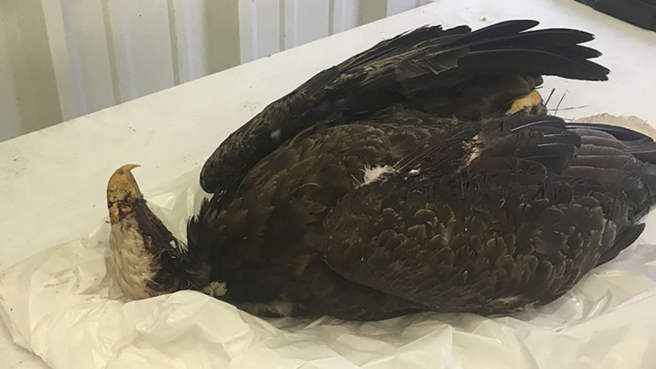 This bald eagle was found shot to death on March 28 in Drew County, Arkansas.