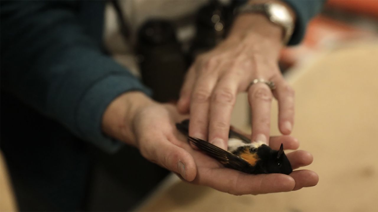 An American redstart killed in a building collision