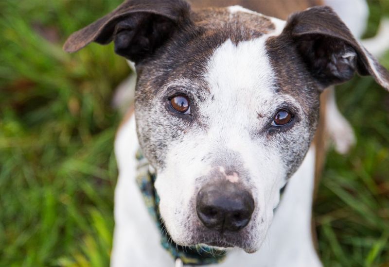 amazon dog breed test