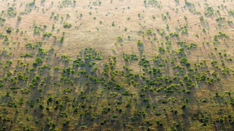 Africa's Great Green Wall aims to slow down desertification. 