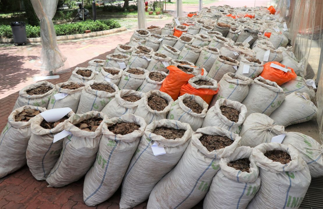 Pangolin scales seized by customs officials in Singapore this month.