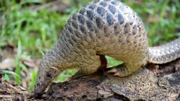 A baby Sunda pangolin nicknamed 'Sandshrew' feeds on termites in the woods at Singapore Zoo on June 30, 2017.
Sandshrew was brought to the Wildlife Health and Research Centre on January 16, reportedly found stranded in the Upper Thomson area by a member of the public. Sunda pangolins are listed as critically endangered by the International Union for Conservation of Nature (IUCN).   / AFP PHOTO / ROSLAN RAHMAN        (Photo credit should read ROSLAN RAHMAN/AFP/Getty Images)
