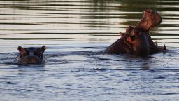 Hippos pop up their heads during a cruise along the Kwando River in Namibia.