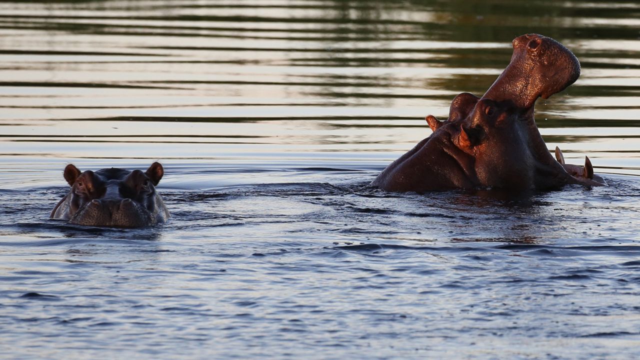 Hippos swimming in Namibia's Kwando River. 