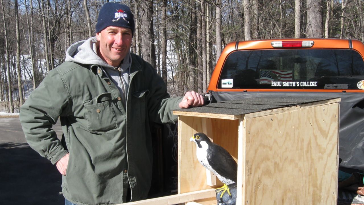 Vallieres also builds nesting boxes for falcons. Today he has a pair of kestrels nesting in his yard in Concord, New Hampshire. 