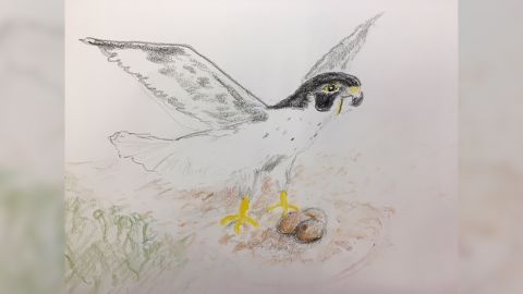 Robert Vallieres takes art classes and enjoys drawing peregrine falcons. He's dedicated his life to the conservation of birds of prey in New Hampshire. 