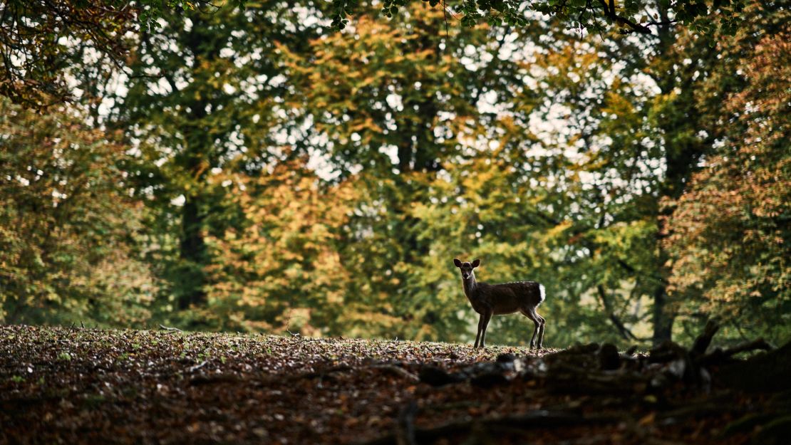 Escape the city and enjoy wildlife, including friendly deer, at Marselisborg Deer Park.