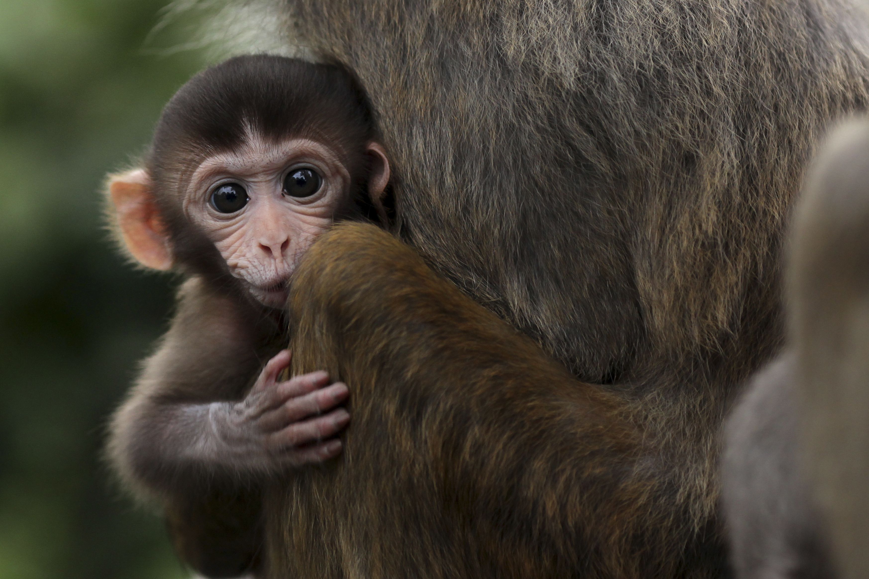 China Is Genetically Engineering Monkeys With Brain Disorders