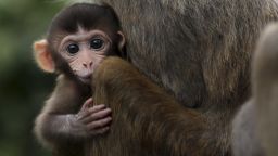 A baby rhesus macaque monkey looks out from the arms of its mother in Hong Kong on July 17, 2011. Released in the First World War during construction of the Kowloon reservoir, it was hoped that the monkeys would eat poisonous alkaloid plants surrounding the water which would otherwise contaminate the supply for humans. However, the poisonous strychnos plant is a natural food of the macaque, and the species is now widespread throughout the territory. AFP PHOTO / ED JONES (Photo credit should read Ed Jones/AFP/Getty Images)
