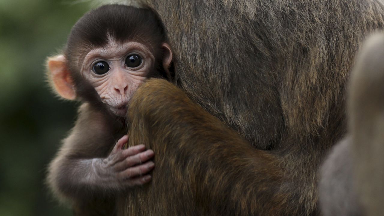 A baby rhesus macaque monkey looks out from the arms of its mother in Hong Kong on July 17, 2011.