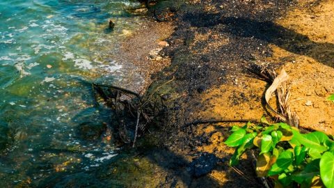 Oil sludge stains the entire coastline of the Maracaibo lake.