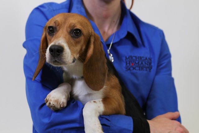 Beagles up hot sale for adoption