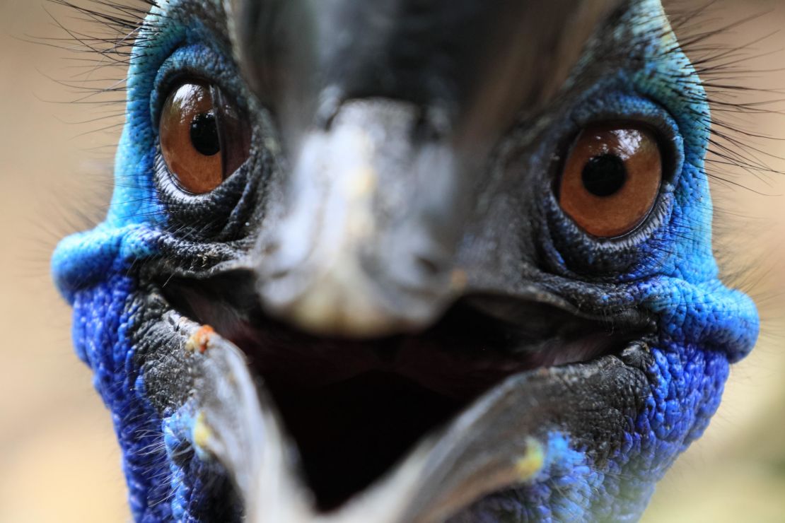 The cassowary has a brilliant blue and turquoise face.