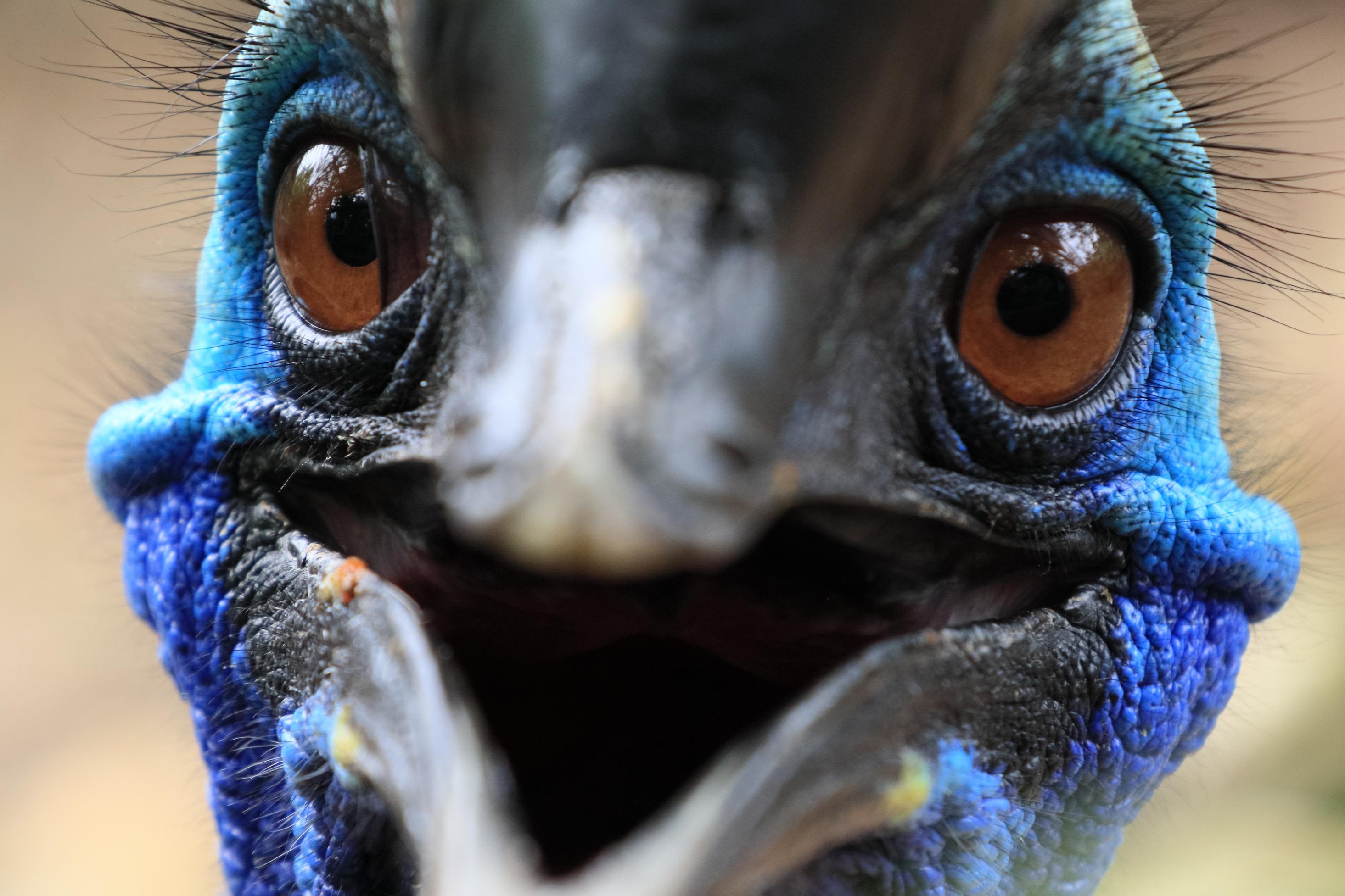 A cassowary, a rare emu-like bird, attacks and kills Florida man, officials say | CNN