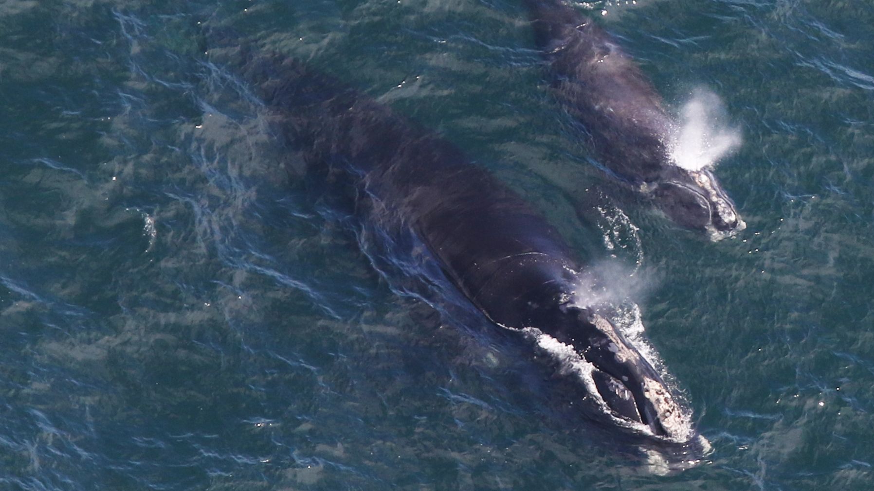 North Atlantic right whale EgNo 4180 and her calf are photographed by the Center for Coastal Studies' aerial survey team as they swim in Cape Cod Bay on April 11, 2019.