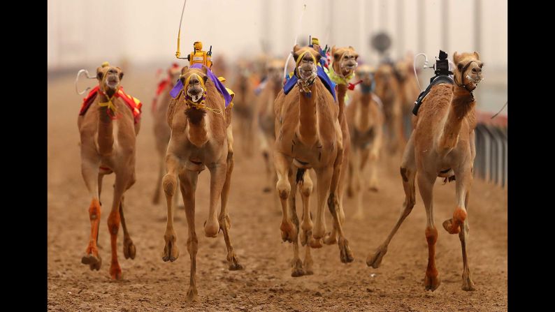 Camels race during Al Marmoom Heritage Festival on April 8 in Dubai, United Arab Emirates. The festival promotes the traditional sport of camel racing within the region.