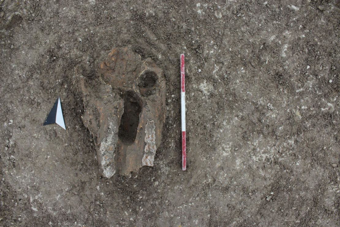 An animal skull, probably from a horse, placed in one of the Iron Age pits.