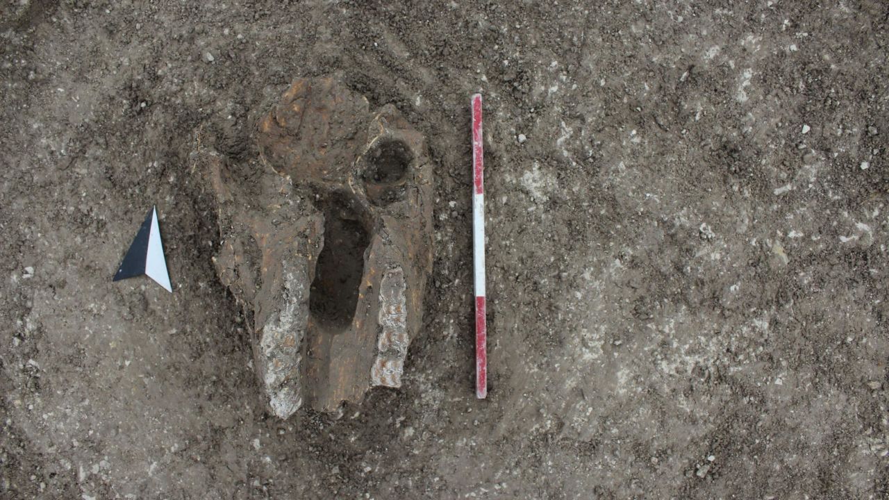 An animal skull, probably from a horse, placed in one of the Iron Age pits.