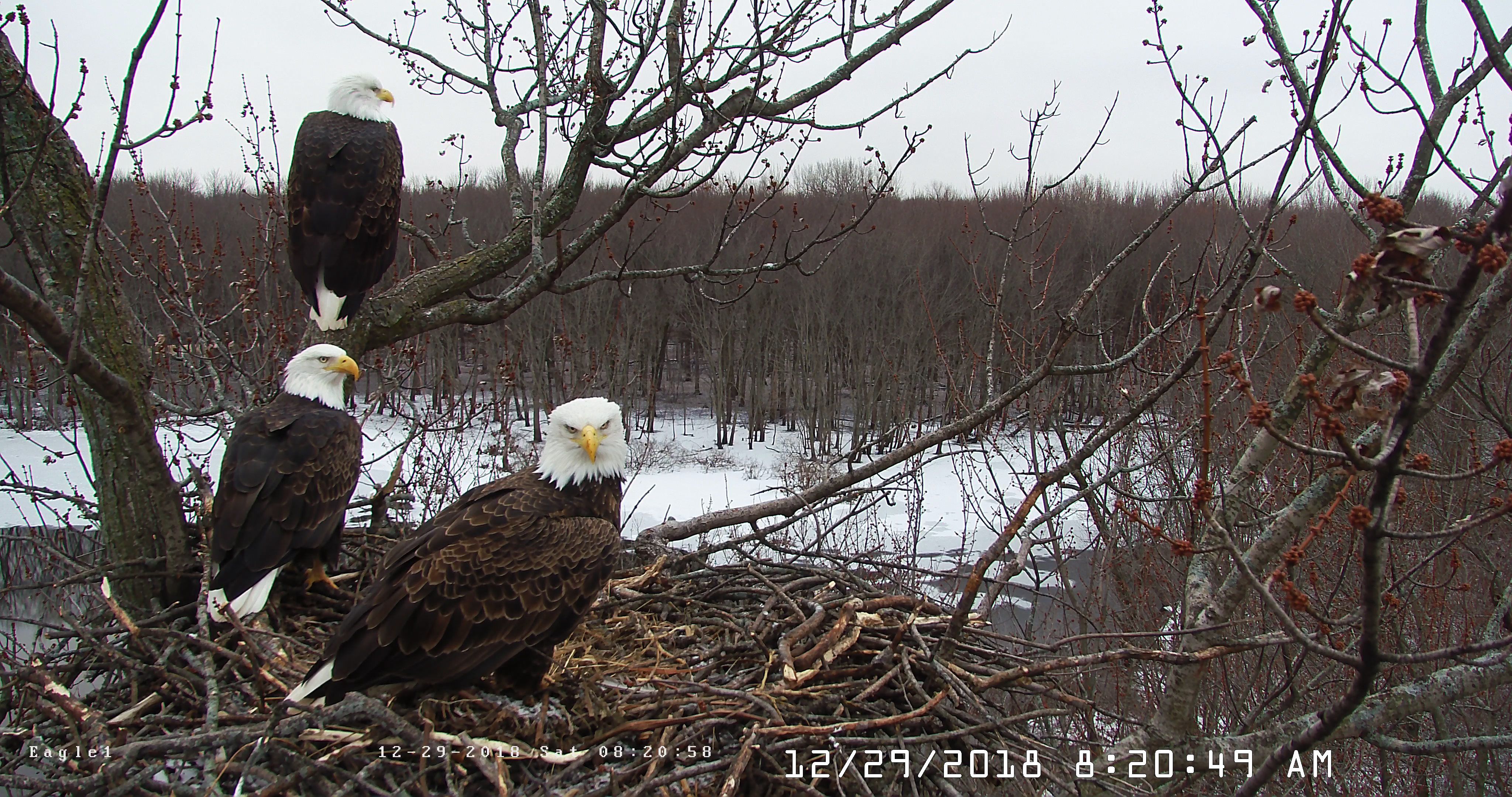 Bald eagle parents – two males and a female – are showing that strong  families come in all forms | CNN