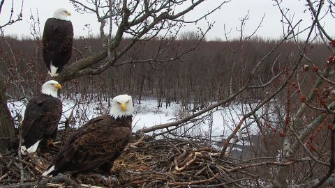 The three birds share hunting and nest-maintenance duties.