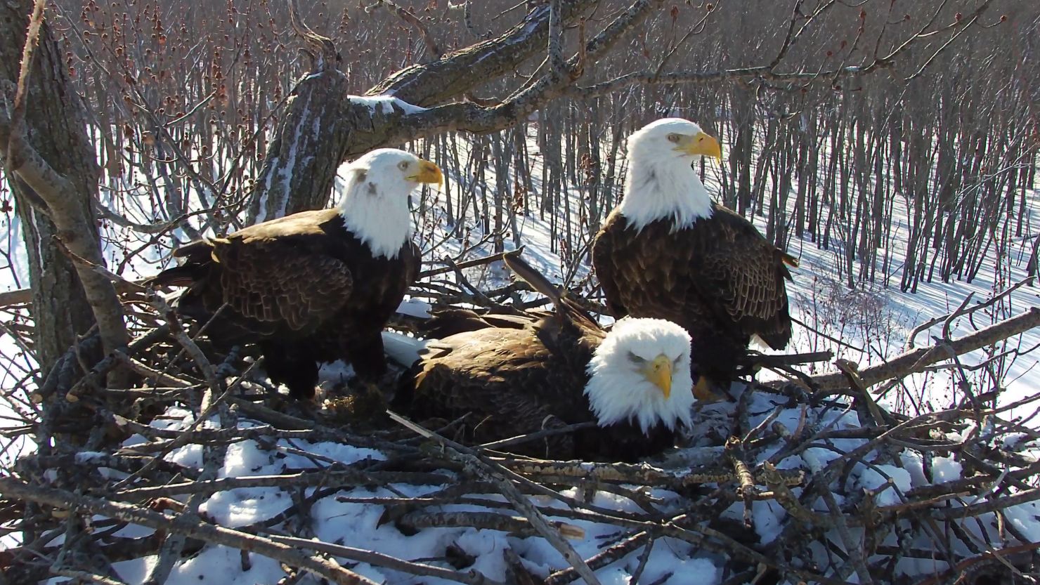 Three bald eagles are tackling the challenges of parenting at this nest in Illinois.