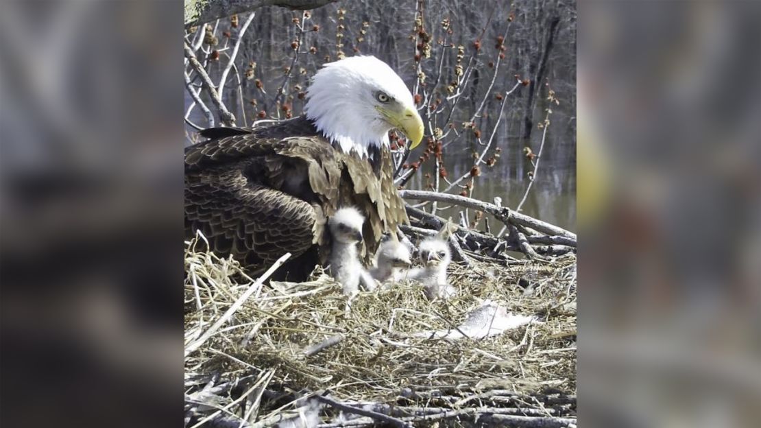 Starr, the mother, in the nest with her three eaglets.
