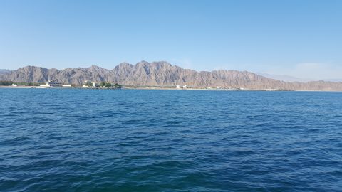 The pristine and warm waters off Dibba Bay provide the perfect environment for oysters to flourish. 
