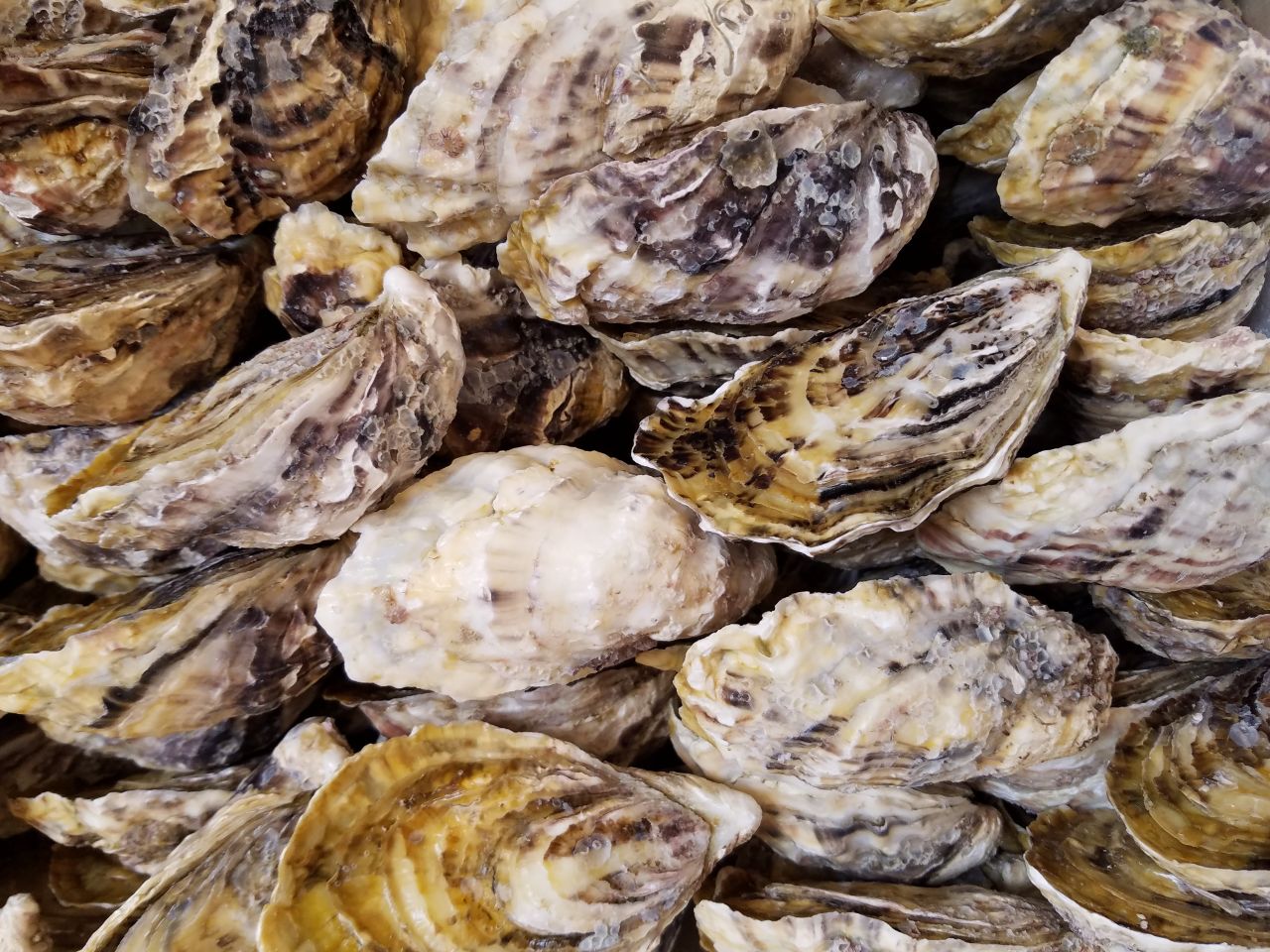 The high level of calcite in the water makes the oysters' shells more opaque than traditionally farmed oysters. 